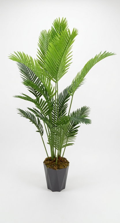 Areca 190 cm – 15 grana