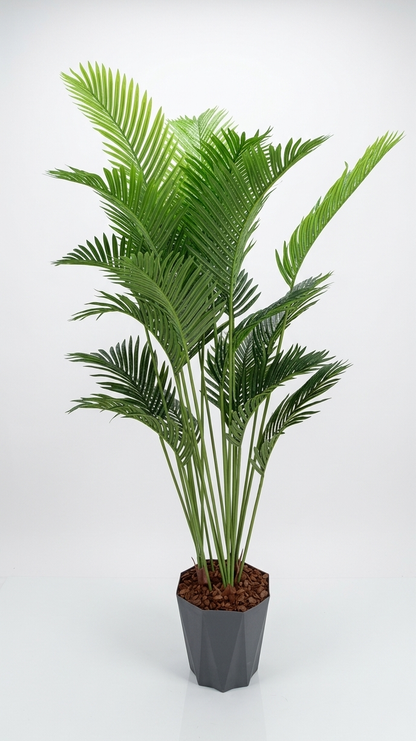 Areca 200 cm – 21 grana