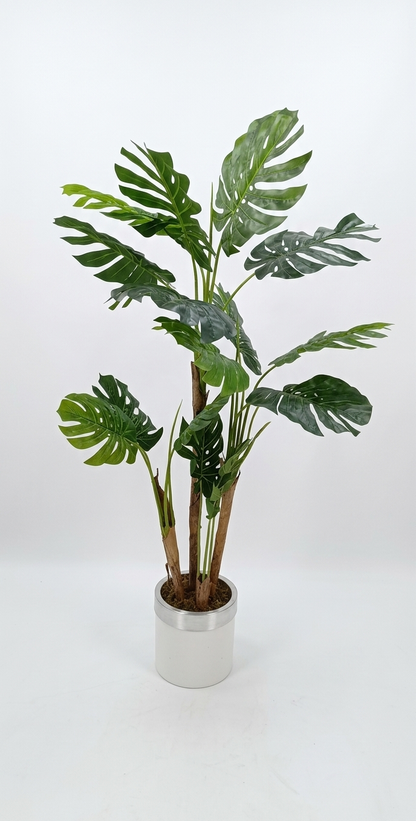 Putovničeva palma 180 cm – 4 stabla
