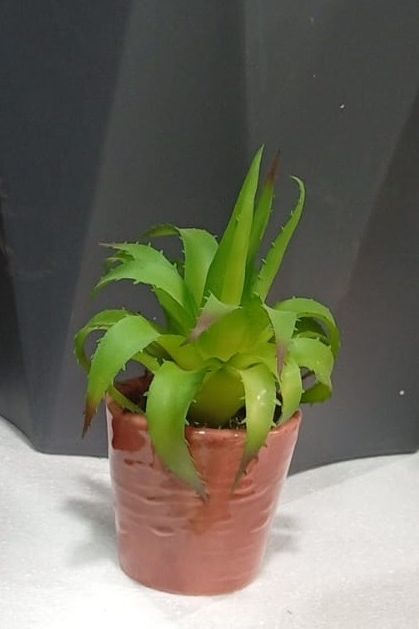 Mini sukulent