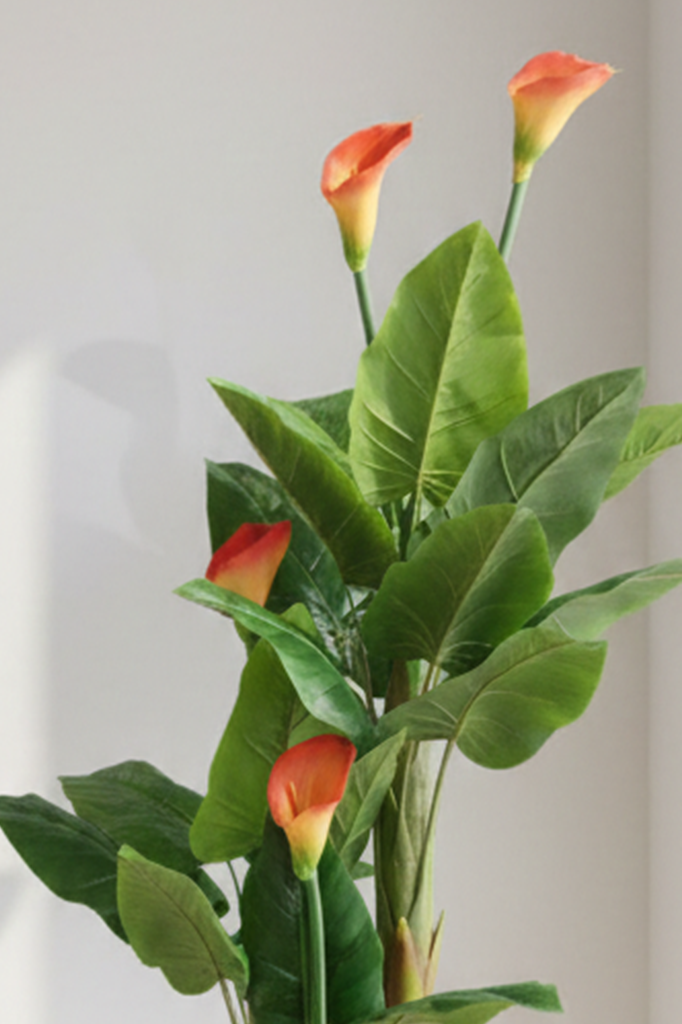 Crijest kalo 170 cm