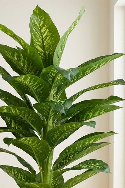 Tropska Dieffenbachia 180 cm