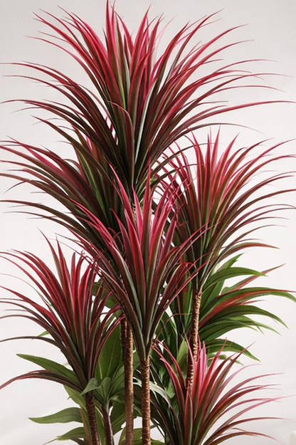 Dracaena Marginata 160 cm