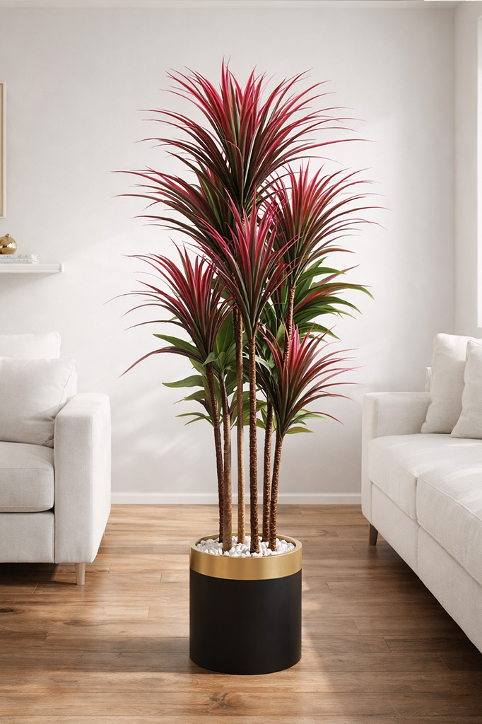 Dracaena Marginata 160 cm