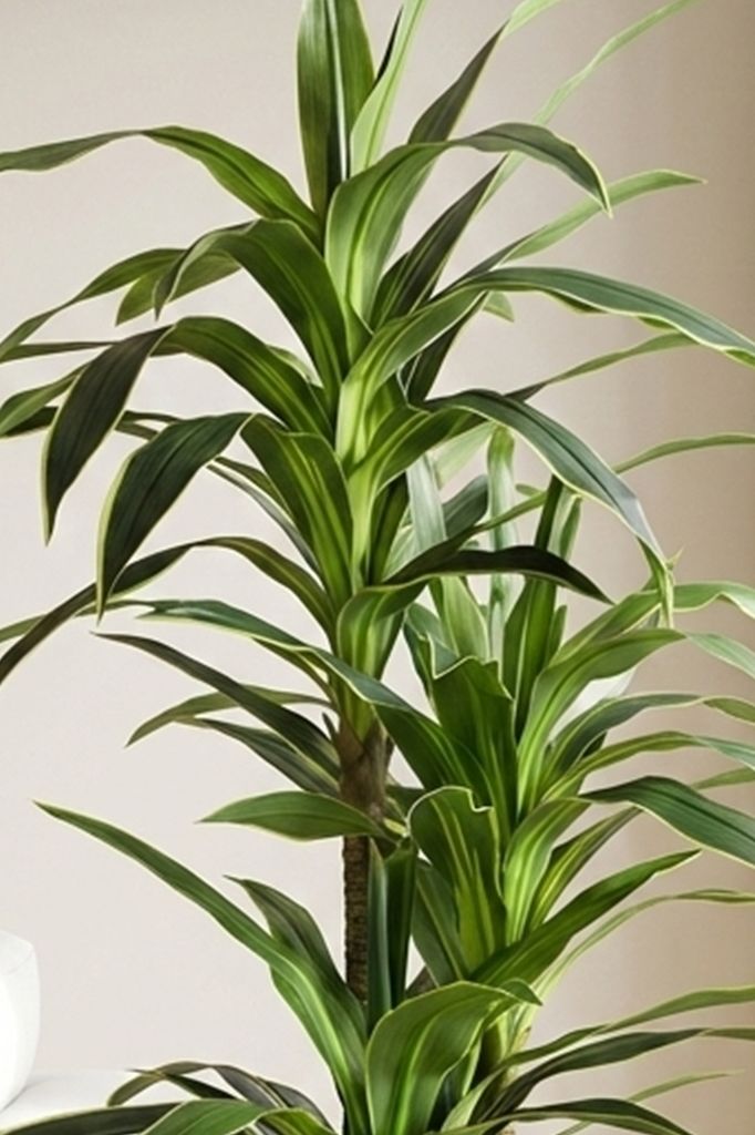 Dracaena drvenac 160 cm