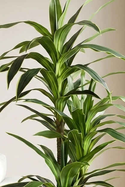 Dracaena drvenac 160 cm