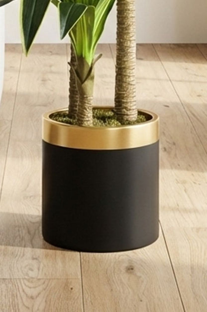 Dracaena drvenac 160 cm