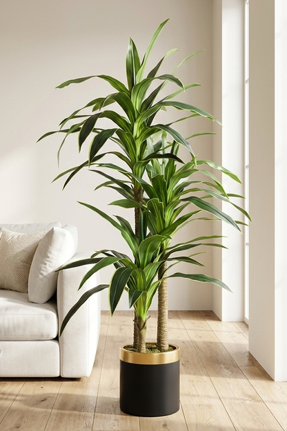 Dracaena drvenac 160 cm