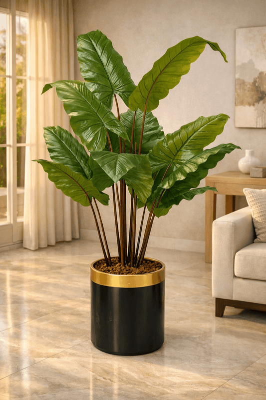 Elephant Ear Plant 170 cm