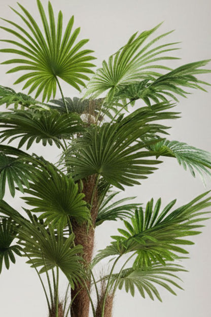 Palma faneratica – 3 stabla