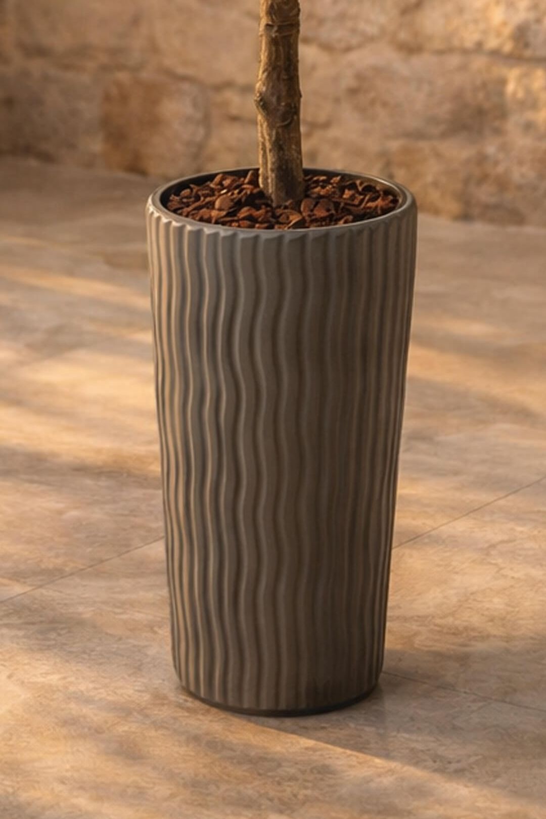 Maslinovo drvo 200 cm