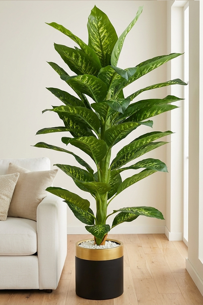 Tropska Dieffenbachia 180 cm