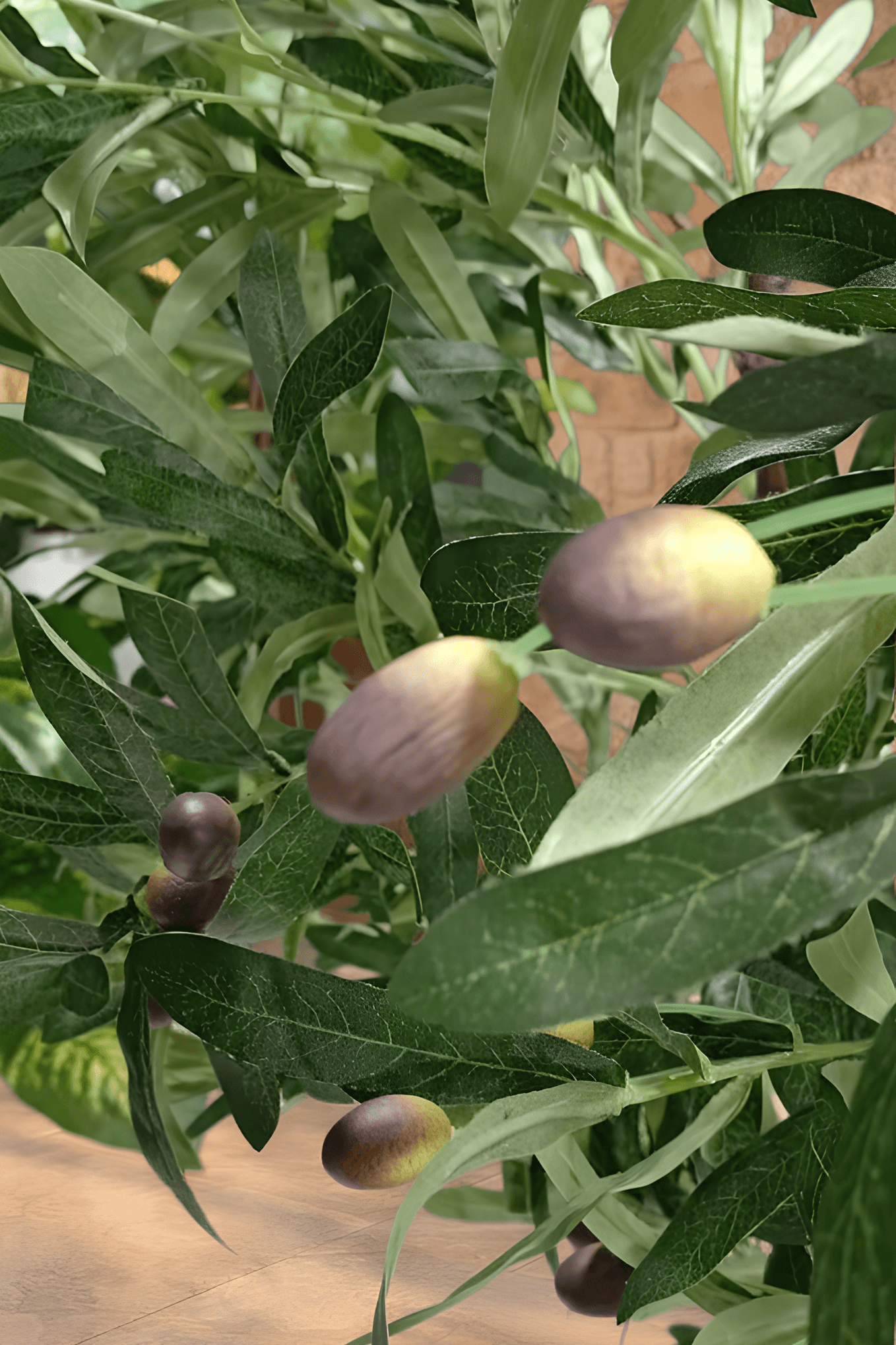 Maslinovo drvo 200 cm