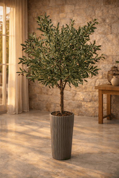 Maslinovo drvo 200 cm