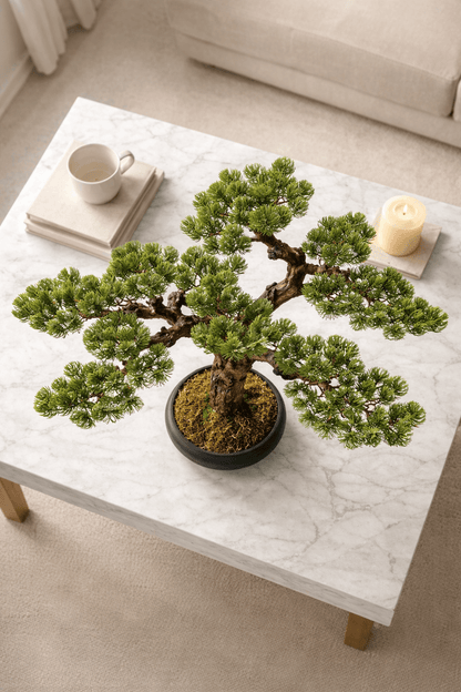 Pinijski bonsai stabao 75 cm