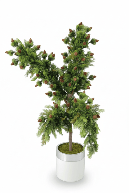 Borov s češljama 120 cm