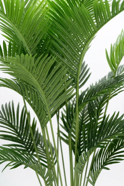 Areca 200 cm – 21 grana