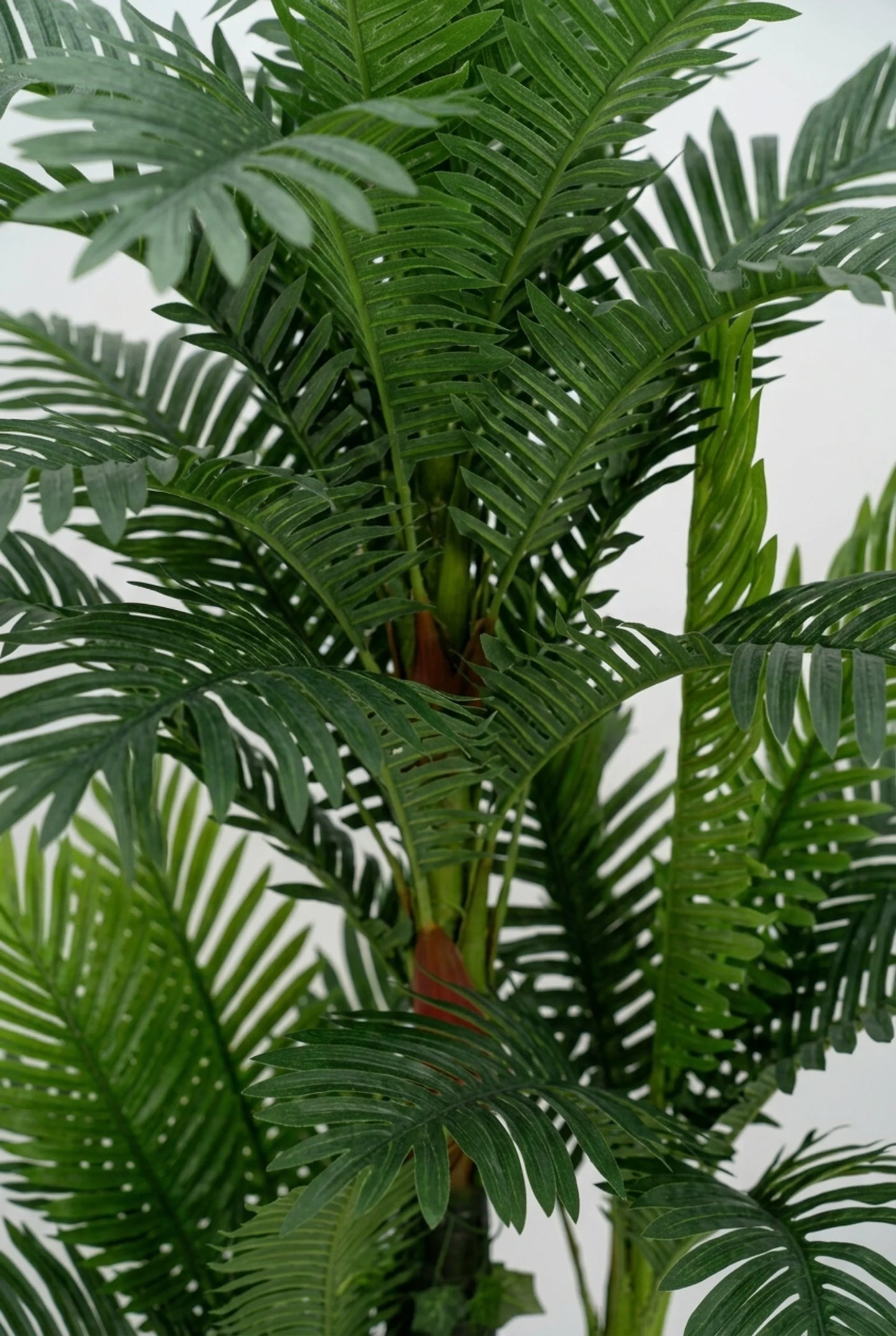 Areca – Prirodni stabljika