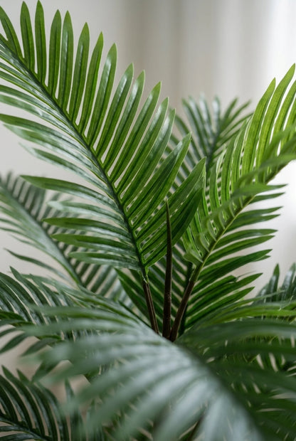 Areca 190 cm – 15 grana
