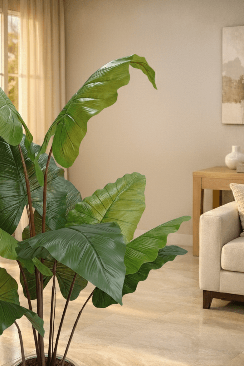 Elephant Ear Plant 170 cm