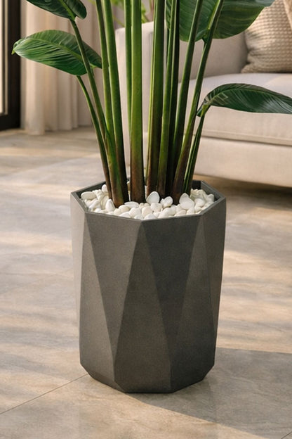 Strelitzia drveće 200 cm